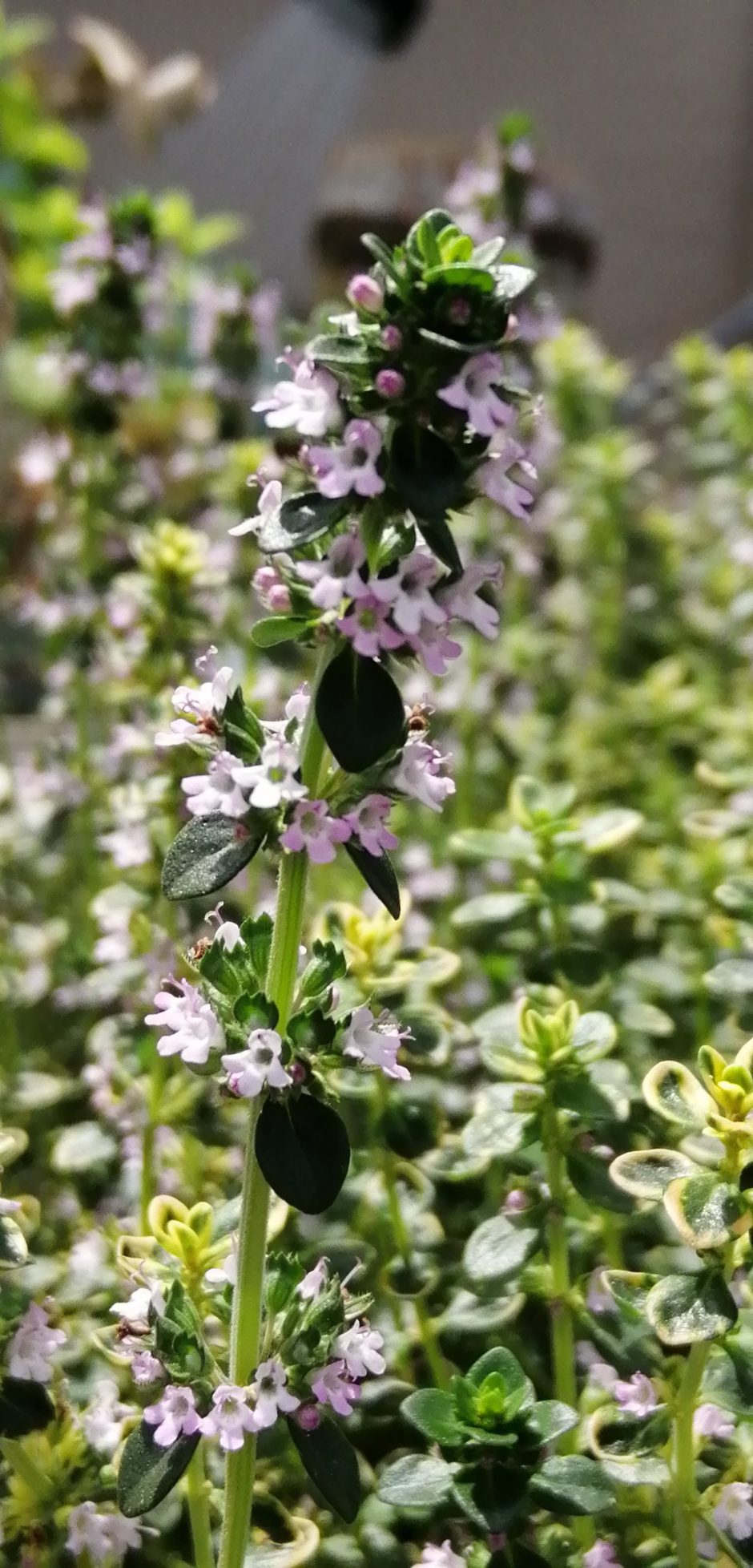 ずぼらでもできる うちの野菜やハーブたち 家庭菜園の様子 Earthjoy Project